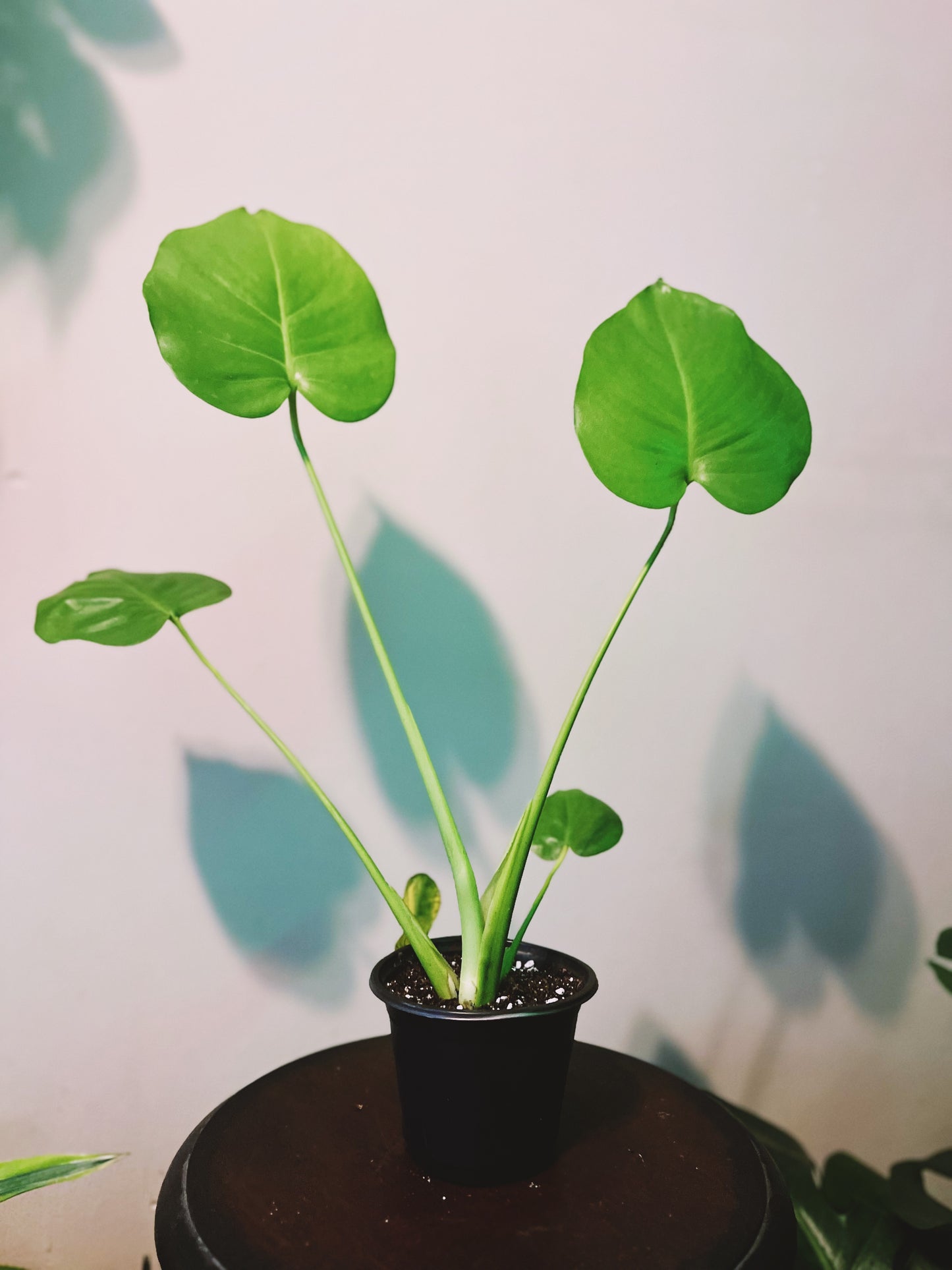 Monstera Deliciosa 4”