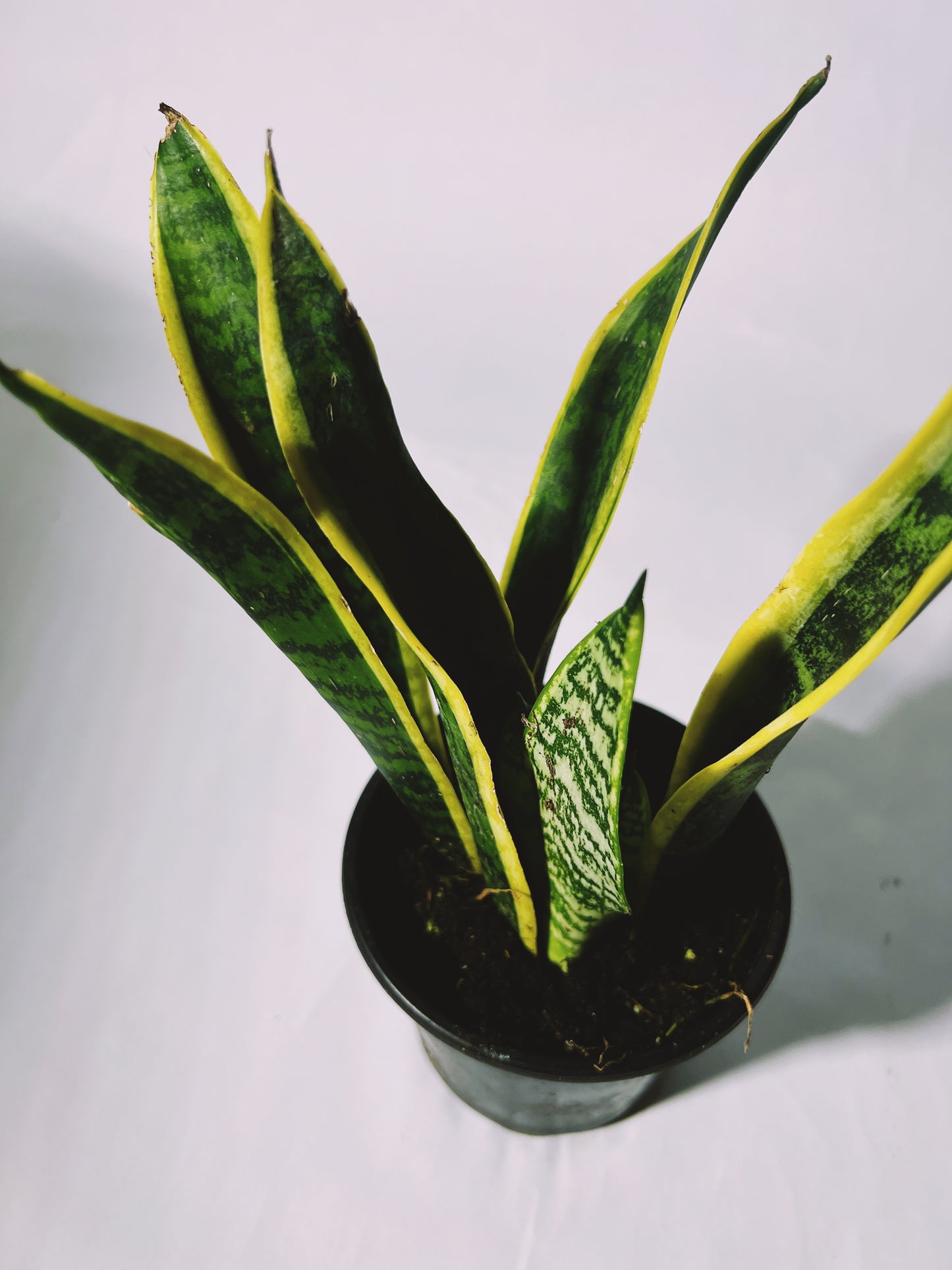 Snake Plant ‘Laurentii’ 4”