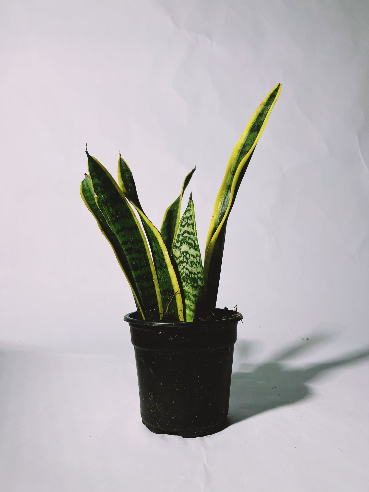 Snake Plant ‘Laurentii’ 4”