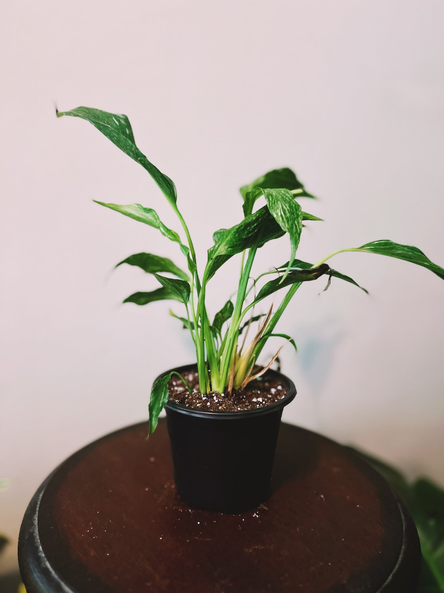 Variegated ‘Domino’ Peace Lily 4”