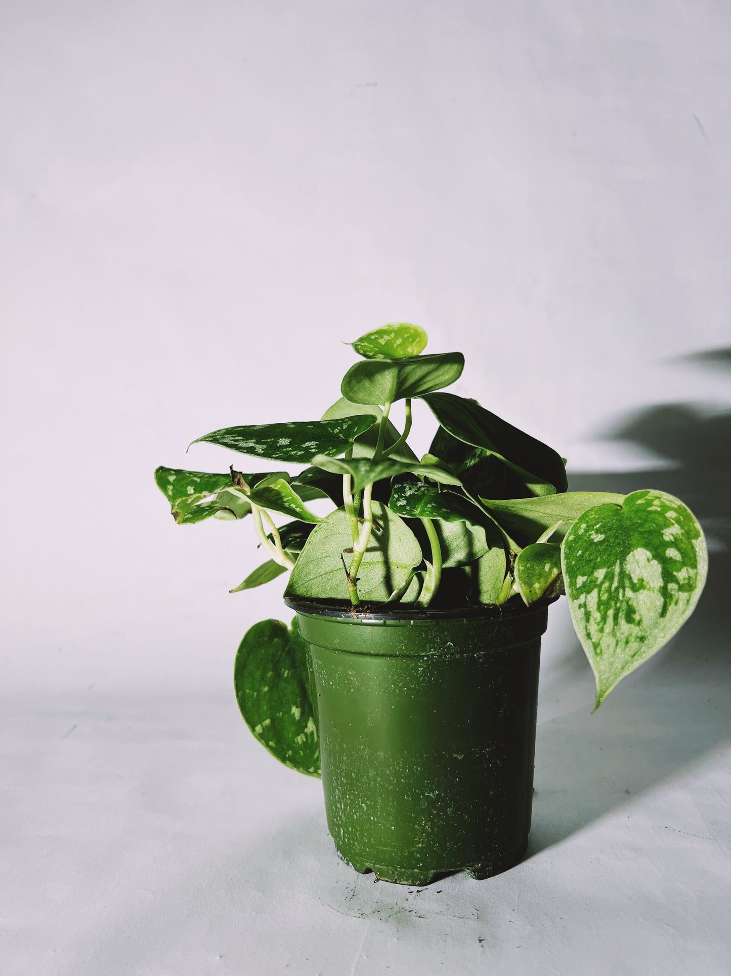 Scindapsus ‘Silver’ 4”