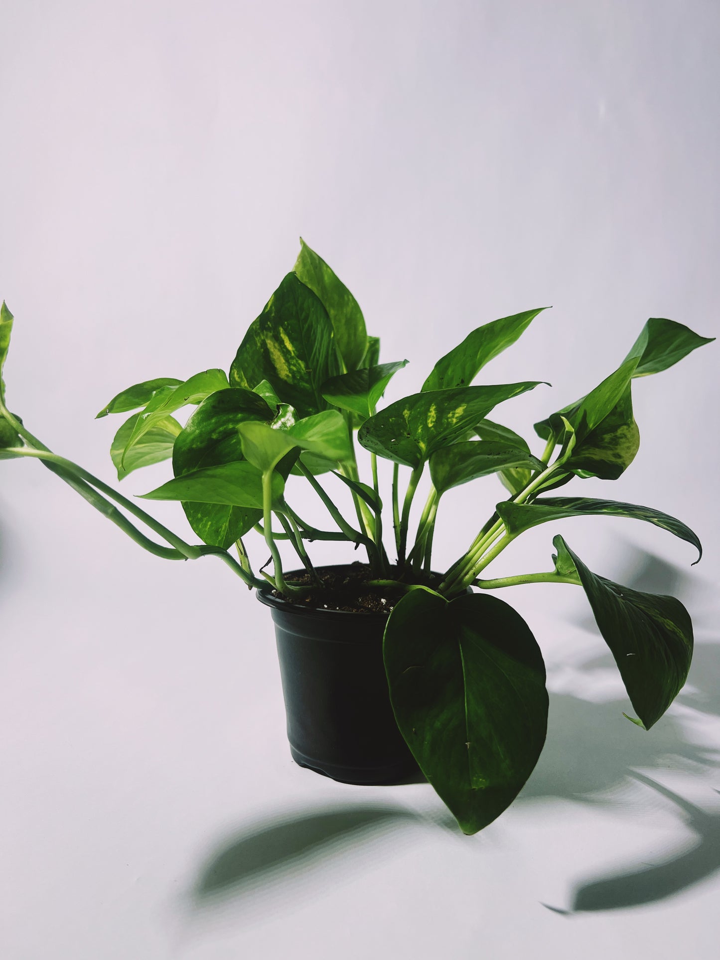 Golden Pothos 4”