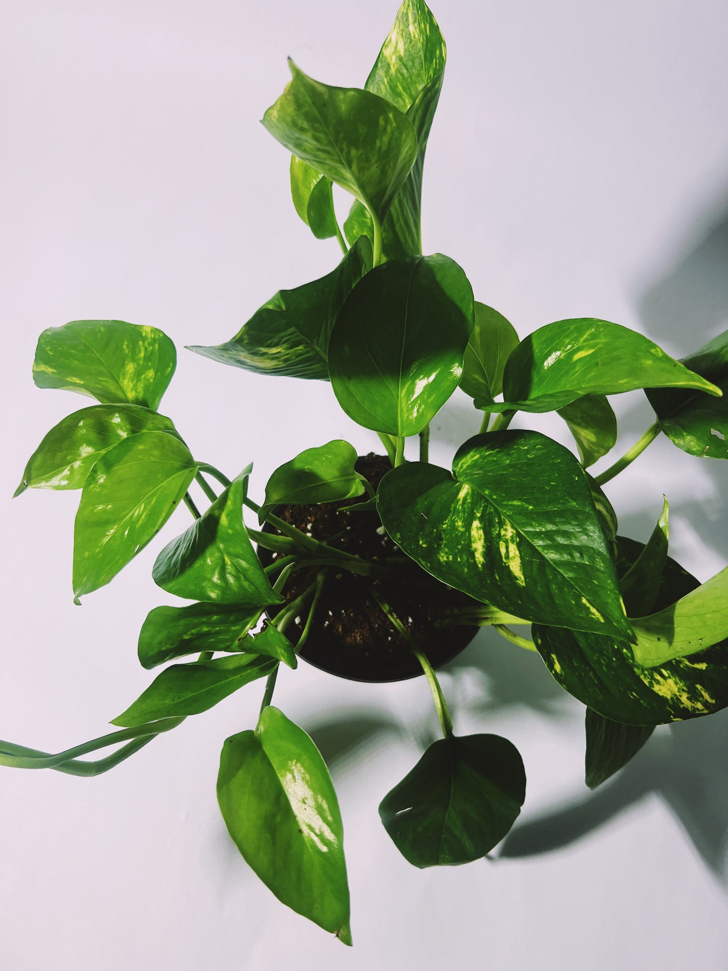 Golden Pothos 4”
