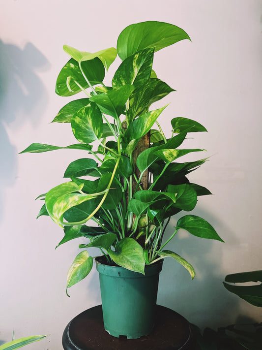 Golden Pothos w/Pole 6”