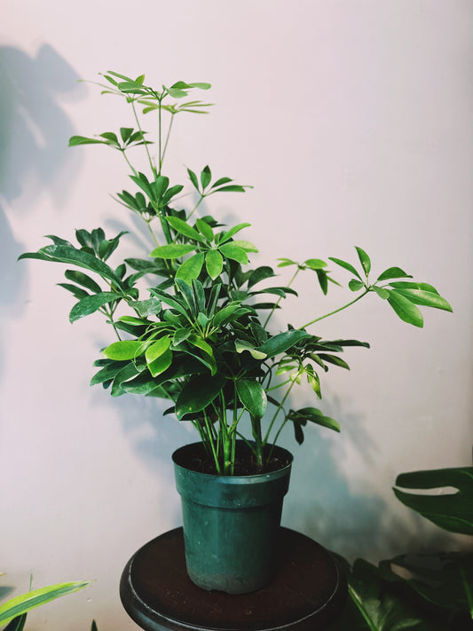 Schefflera Arboricola 6”