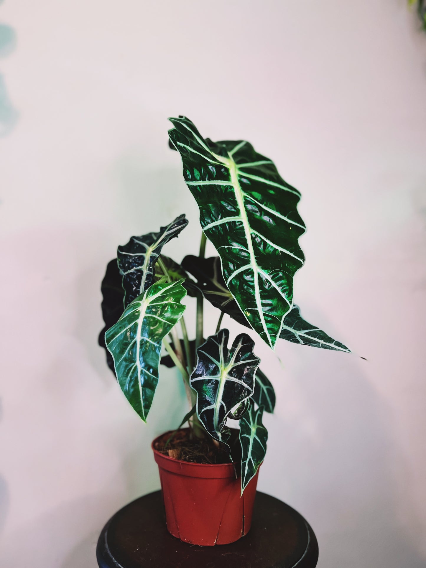 Alocasia Polly 6”