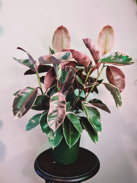 Ruby Variegated Rubber Tree 6”