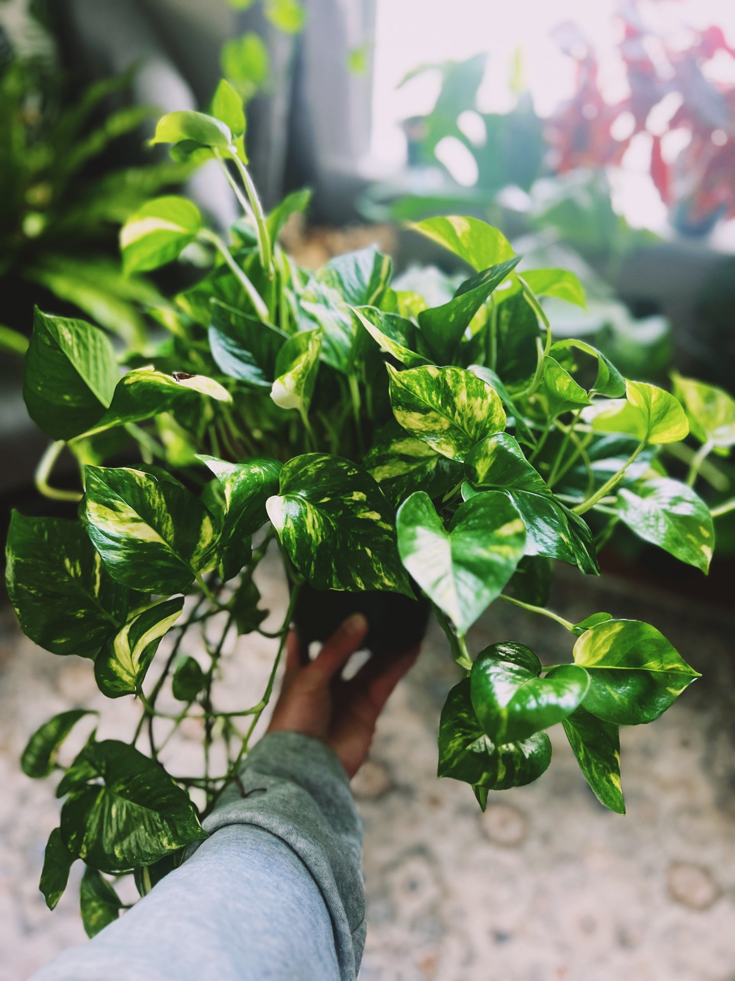 Golden Pothos 6”