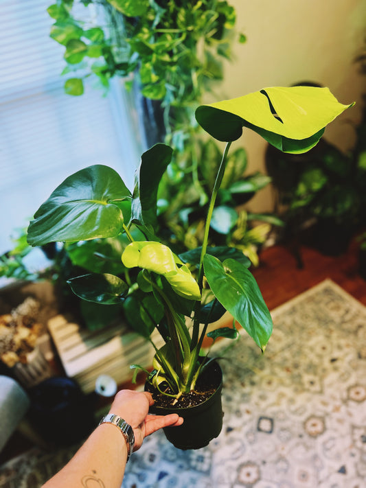 Monstera Deliciosa 6”