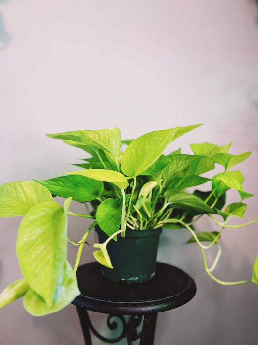 Neon Pothos 6”