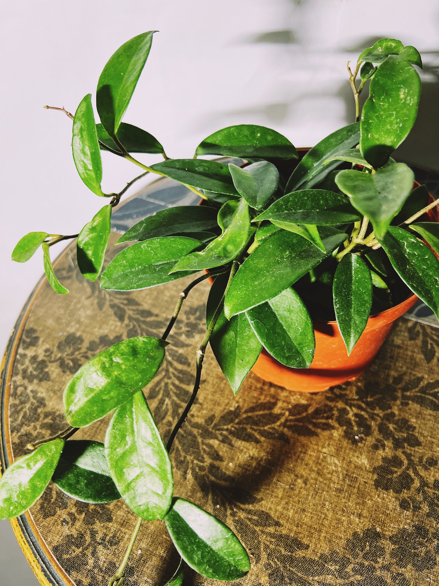 Hoya ‘Waxplant’ 6”