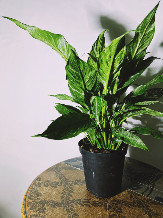 Variegated ‘Domino’ Peace Lily 6”