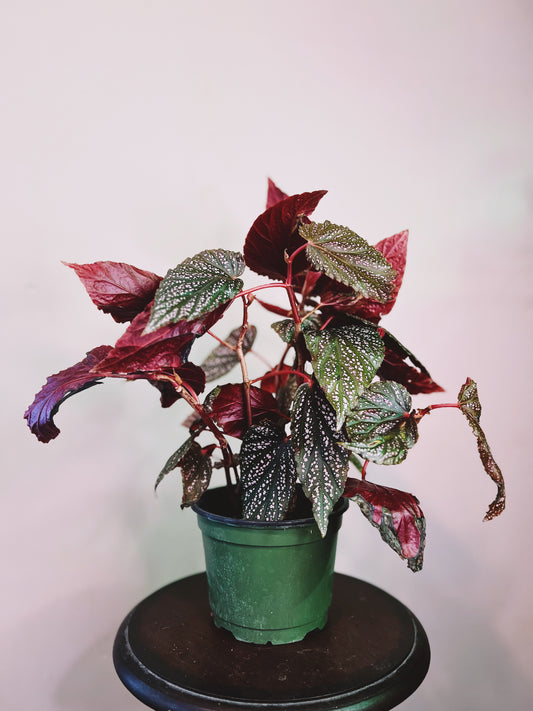 Angel Wing Begonia 6”