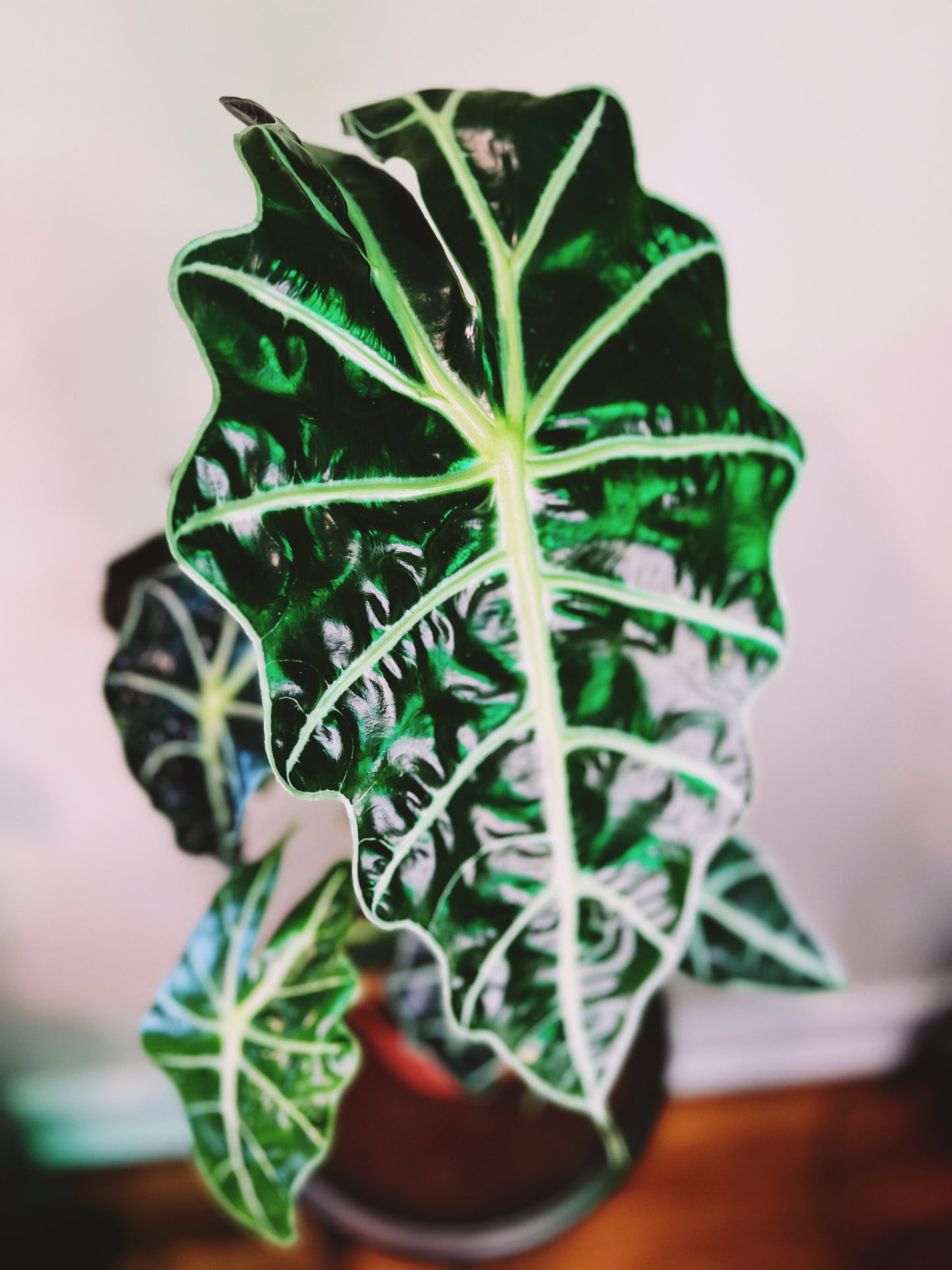 Alocasia Polly 6”