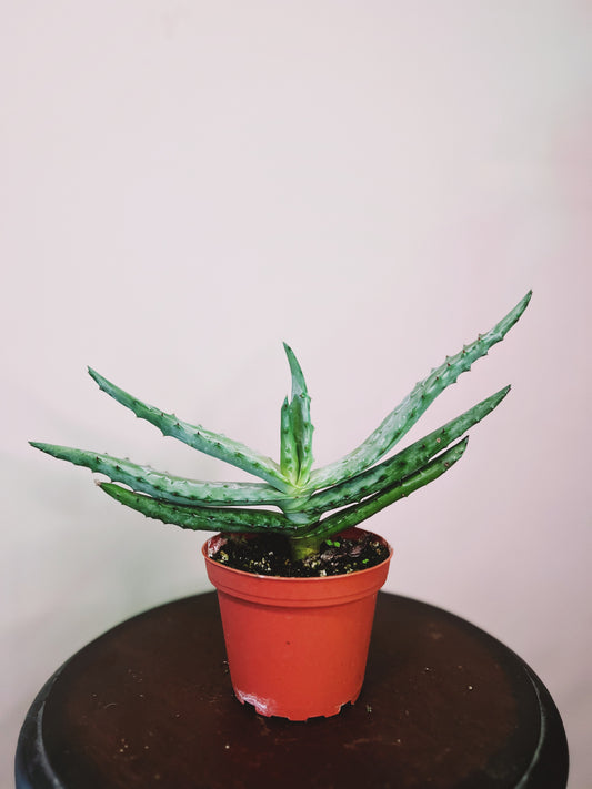 Aloe Vera 4”