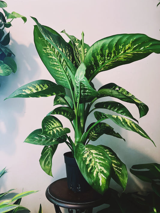 Dieffenbachia Aurora 6”