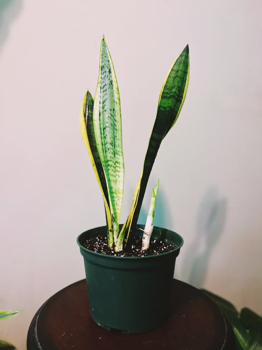 Snake Plant ‘Laurentii’ 6”