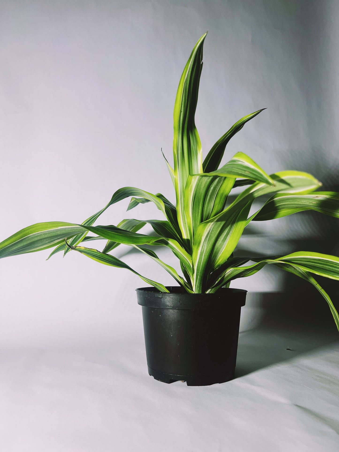 Lemon Lime Dracaena 6”